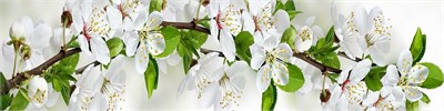 Фартук для кухни «Цветущий сад»,  ХДФ с у/ф печатью  ,    ,  610*2440*3 sppr5VVTtoAR086-0194 (24515) - фото 3807762
