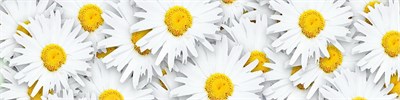 Фартук для кухни «Ромашки»,  ХДФ с у/ф печатью  ,    ,  610*2440*3 sppr5VVTtoAR086-0184 (24539) - фото 3807798